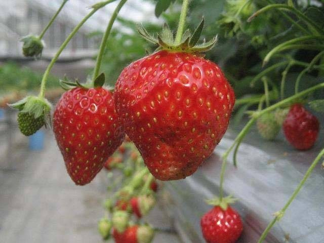 寒河江市観光いちご園ストロベリーファーム(山形県)