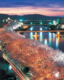 福井タウンおすすめの観光スポット 足羽川の桜並木