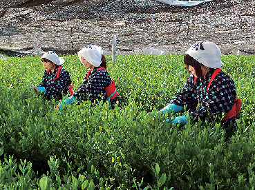 稲荷山茶園公園