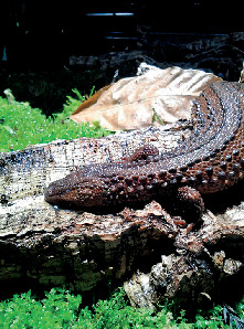 こんなにNo.1がいるよ〜!