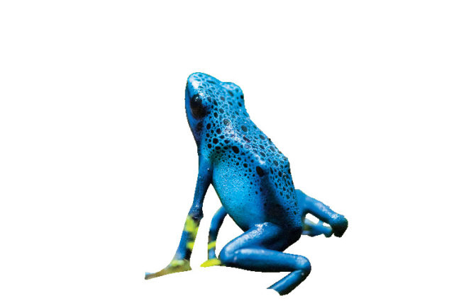 【KawaZoo】日本最大級の体感型カエル館