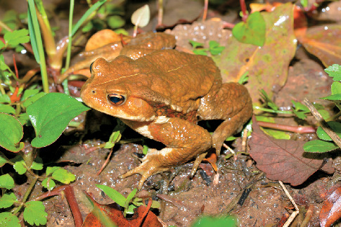 カエルと触れ合う「体感型カエル館 KawaZoo」