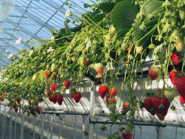 和田観光苺組合(福島県)