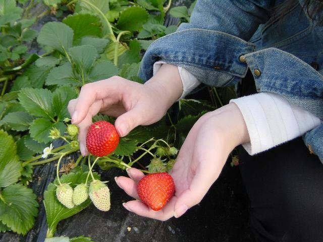 中村いちご園(茨城県)