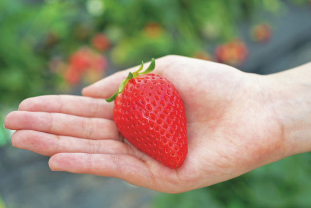 【栃木のいちご×いちごの里】いちご狩り