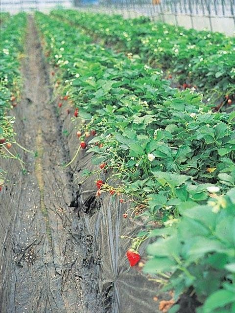 JAはが野益子観光いちご団地(栃木県)