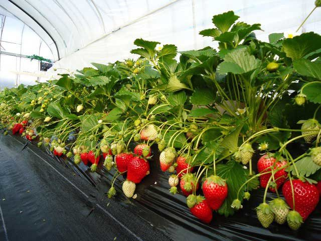 日光ストロベリーパーク(栃木県)