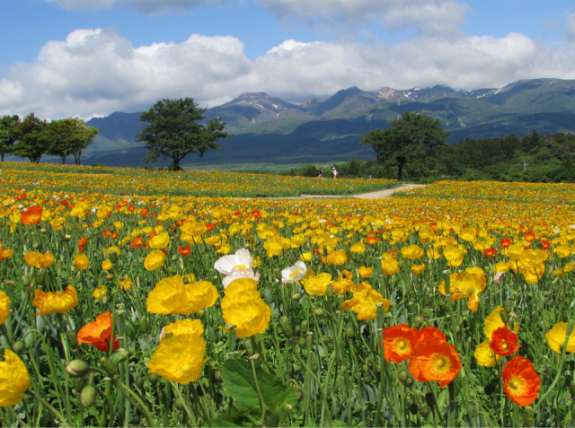 【那須高原ドライブ×おすすめスポット】①季節の花が咲き誇る「那須フラワーワールド」