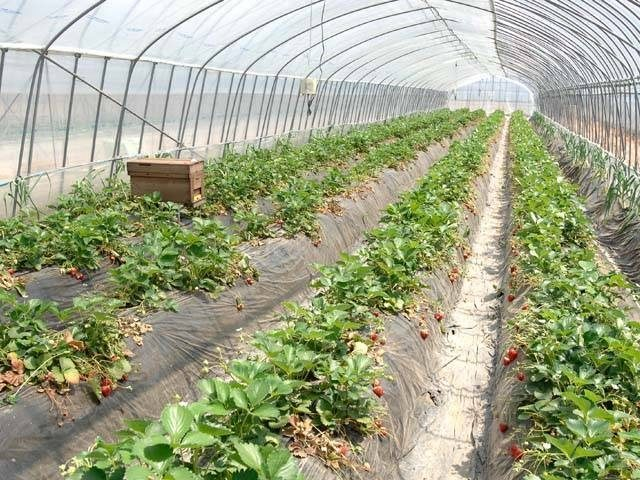 いちごの里(栃木県)