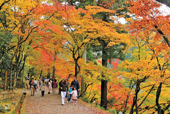 【香嵐渓&茶臼山×高原ドライブ1】東海地方屈指の紅葉の名所「香嵐渓」