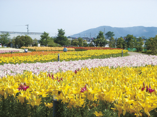 東尋坊・三国おすすめの観光スポット 花の駅 ゆりの里公園