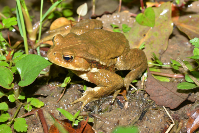 【KawaZoo】日本最大級の体感型カエル館