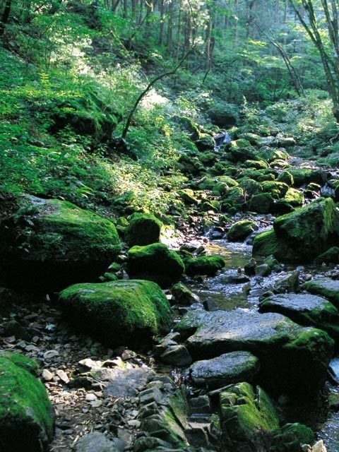 【東京・御岳山×ハイキング】約1.5kmの岩と苔のコース「ロックガーデン」