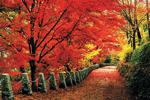 【秋の吉野】圧巻の紅葉のトンネル「高城山展望台」