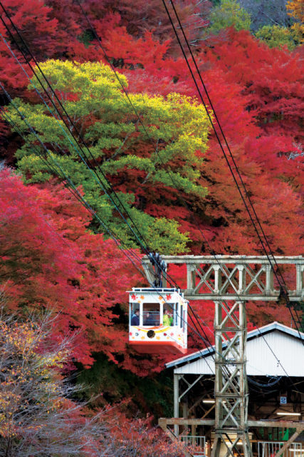 【秋の吉野】紅く染め上げられた山肌に浮かぶ「ロープウェイ」
