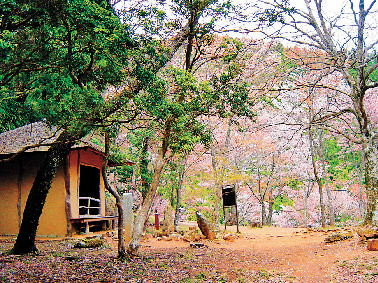 【吉野桜×奥千本】西行が愛した満開の桜「西行庵」