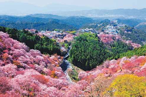 【吉野桜×上千本】圧倒的なスケールの花景色「花矢倉展望台」