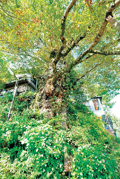 【東京・御岳山×ハイキング】推定樹齢は1000年!「神代ケヤキ」