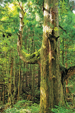 【東京・御岳山×ハイキング】天狗の特等席となる枝「天狗の腰掛杉 」