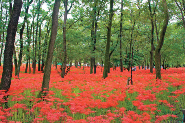 奥武蔵 飯能・巾着田
