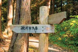 【埼玉・奥武蔵×観光➃】急な木道を下る「駿河台大学分岐」