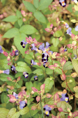 コースの途中でこんな花を見つけました