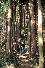 【埼玉・黒山三滝×ハイキング➂】うっそうとした木立の道「奥武蔵グリーンライン」