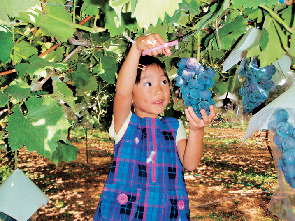 秩父観光ぶどう農園