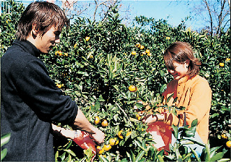 大内沢観光みかん農園