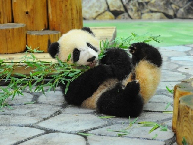 アドベンチャーワールド(和歌山県)