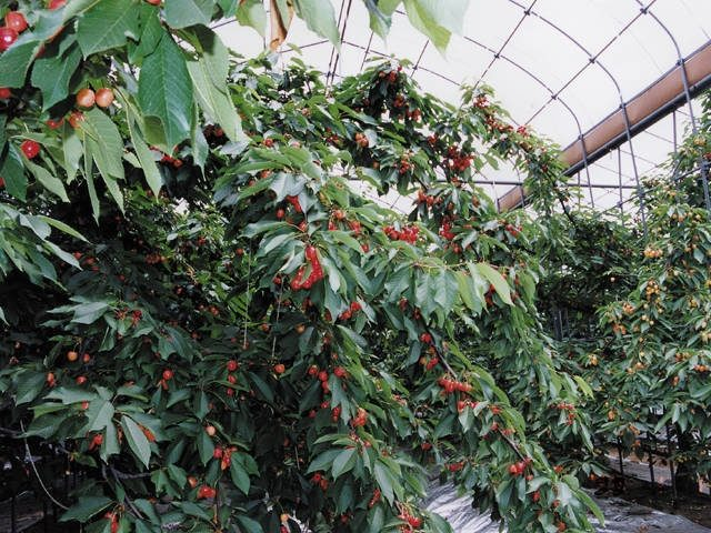 月夜野まるかチェリー園(群馬県)