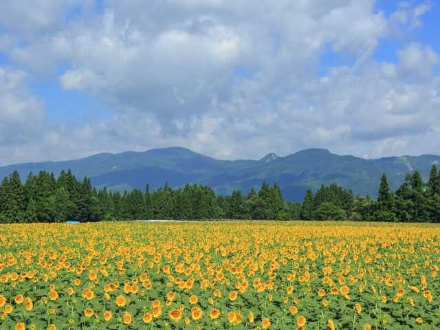 津南ひまわり広場(新潟県)