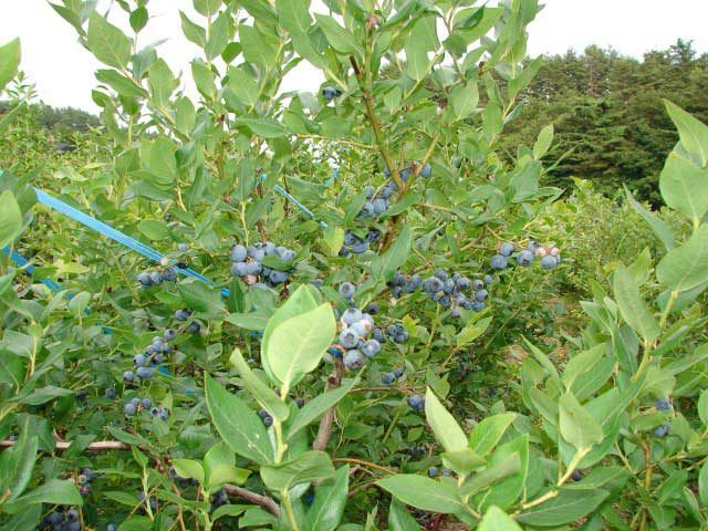 ブルーベリー観光農園(青森県)