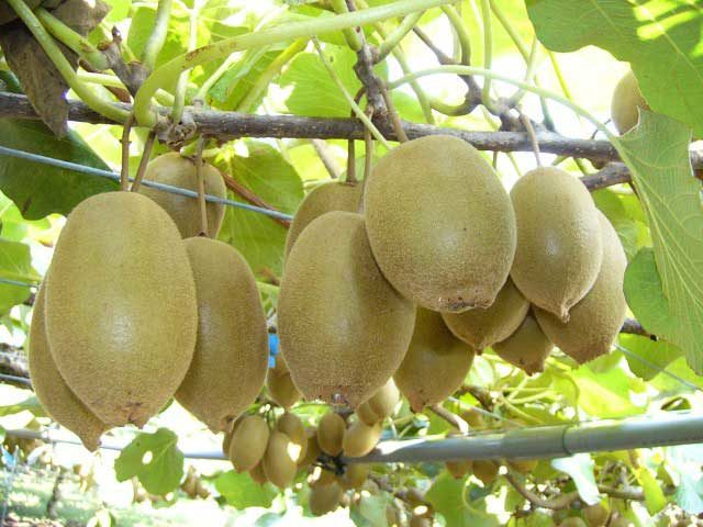 キウイフルーツ・カントリーJapan(静岡県)