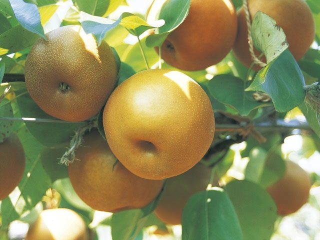 果樹の森 よこせ梨園(滋賀県)