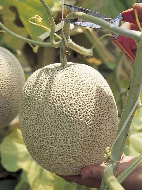 久美浜町観光果樹園(京都府)