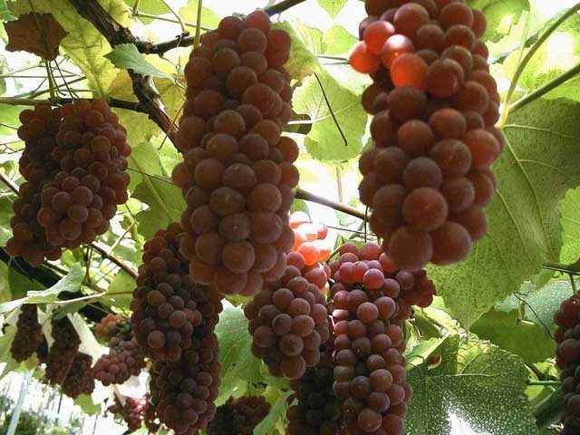 柏原市観光ぶどうセンター(大阪府)