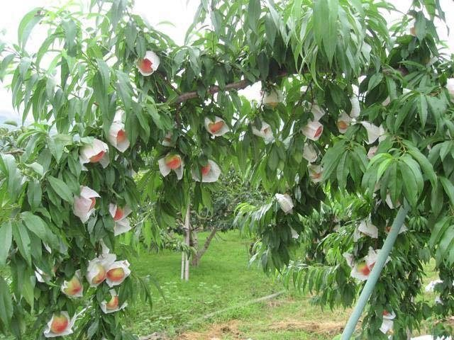 かつらぎ町の各観光農園(和歌山県)