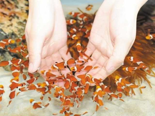 桂浜水族館(高知県)