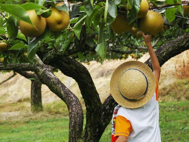 梨狩り産直の佐々木農園(大分県)