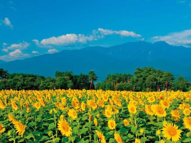 【いちおしはここ!】北杜市明野のひまわり畑サンフラワーフェス(山梨県)