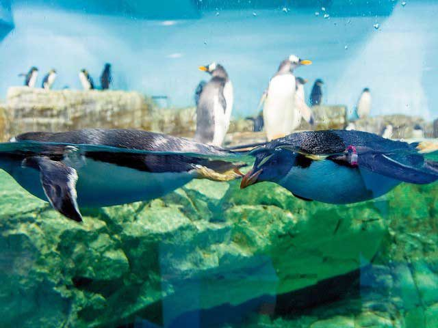 男鹿水族館 GAO(秋田県)