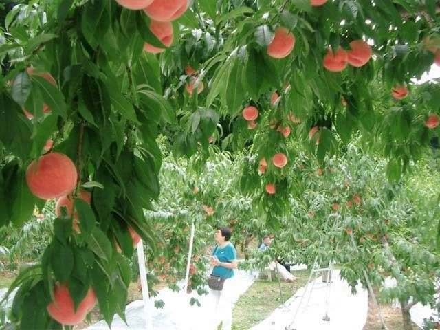 まるえ観光果樹園(福島県)