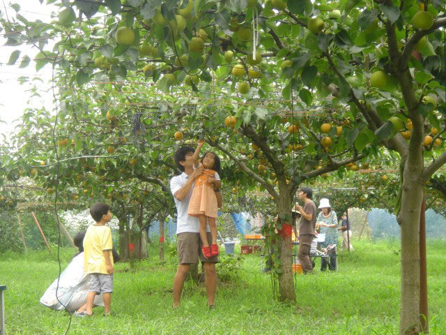 金田果樹園(栃木県)