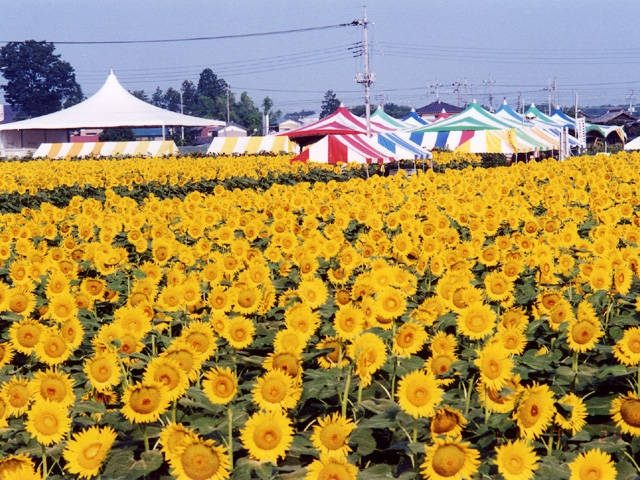 野木のヒマワリ(栃木県)