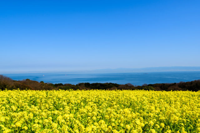 【淡路島・花の名所】兵庫県立公園あわじ花さじき 人気のポイント