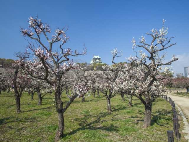 大阪城公園