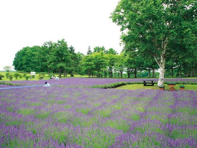 さっぽろ羊ヶ丘展望台