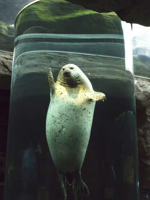 旭川市旭山動物園