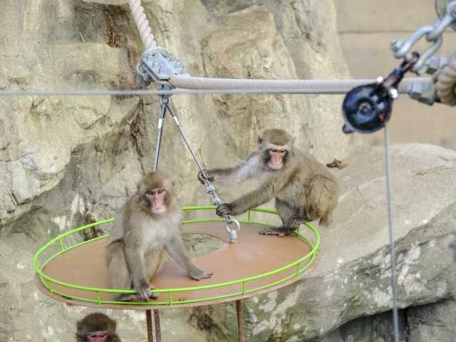 旭川市旭山動物園